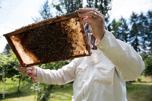 Beekeeper examining beehive photo