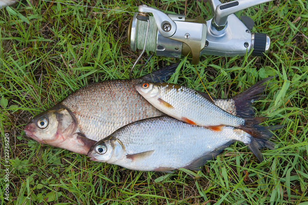 Common bream fish and silver bream or white bream fish, roach fi Common bream fish and silver bream or white bream fish, roach fi