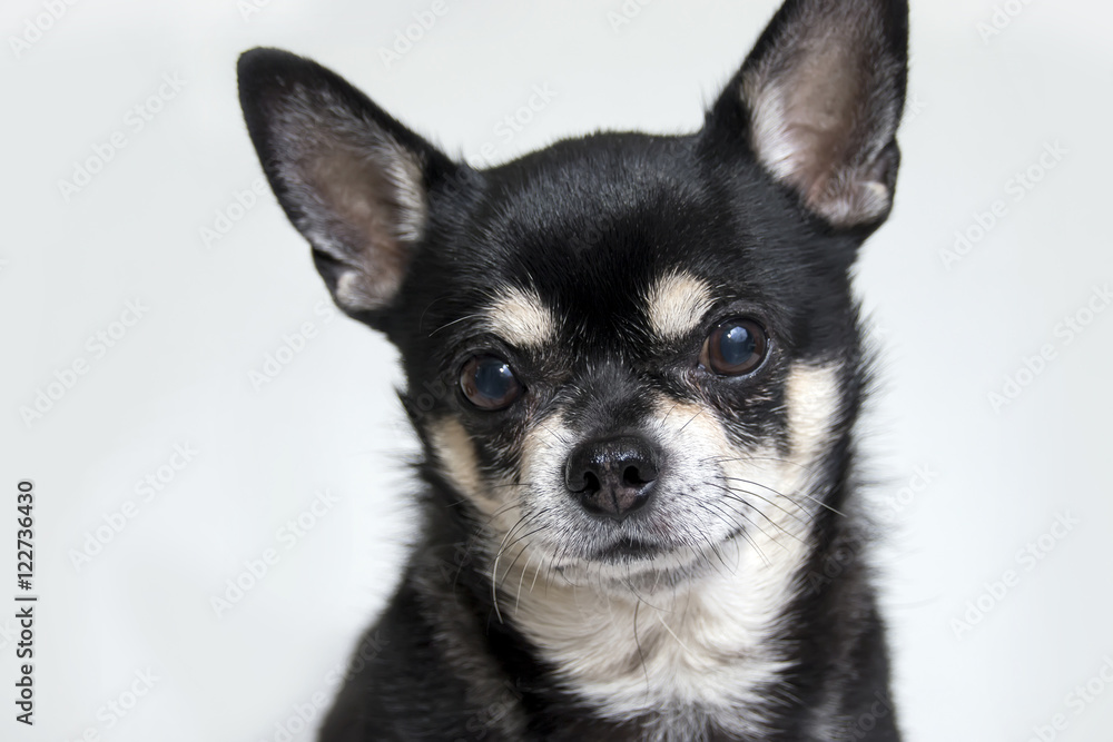 Black chihuahua close up portrait Black chihuahua close up portrait
