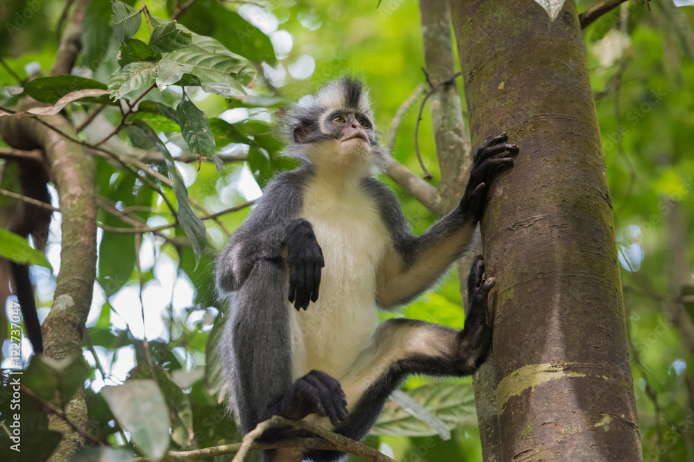 Fototapeta premium Grey Langur sits on Thomas Werke Tolt tree trunk and is backed on the foot and looking up (Sumatra, Indonesia)