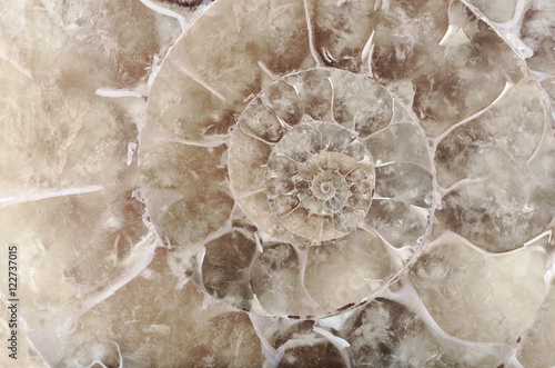 Bilde på lerret grey ammonite spiral closeup