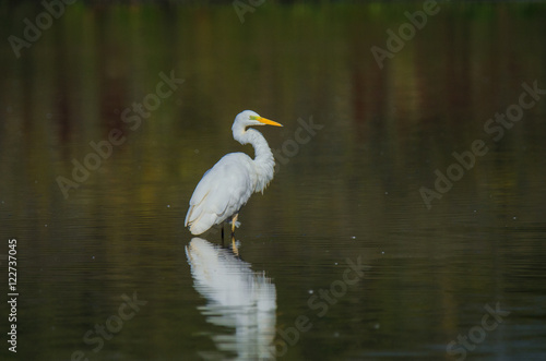 WHITE HERON