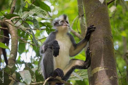 Grey Langur sits on Thomas Werke Tolt tree trunk and is backed on the foot and looking up (Sumatra, Indonesia)