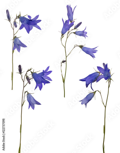 Fototapeta Naklejka Na Ścianę i Meble -  four blue isolated Spreading bellflowers