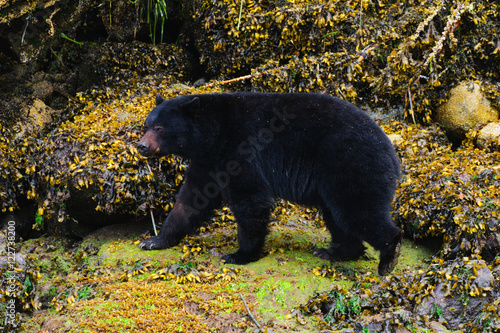 Coastal Black Bears