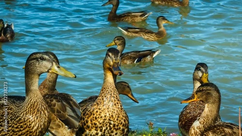 a flock of ducks walking along the shore.