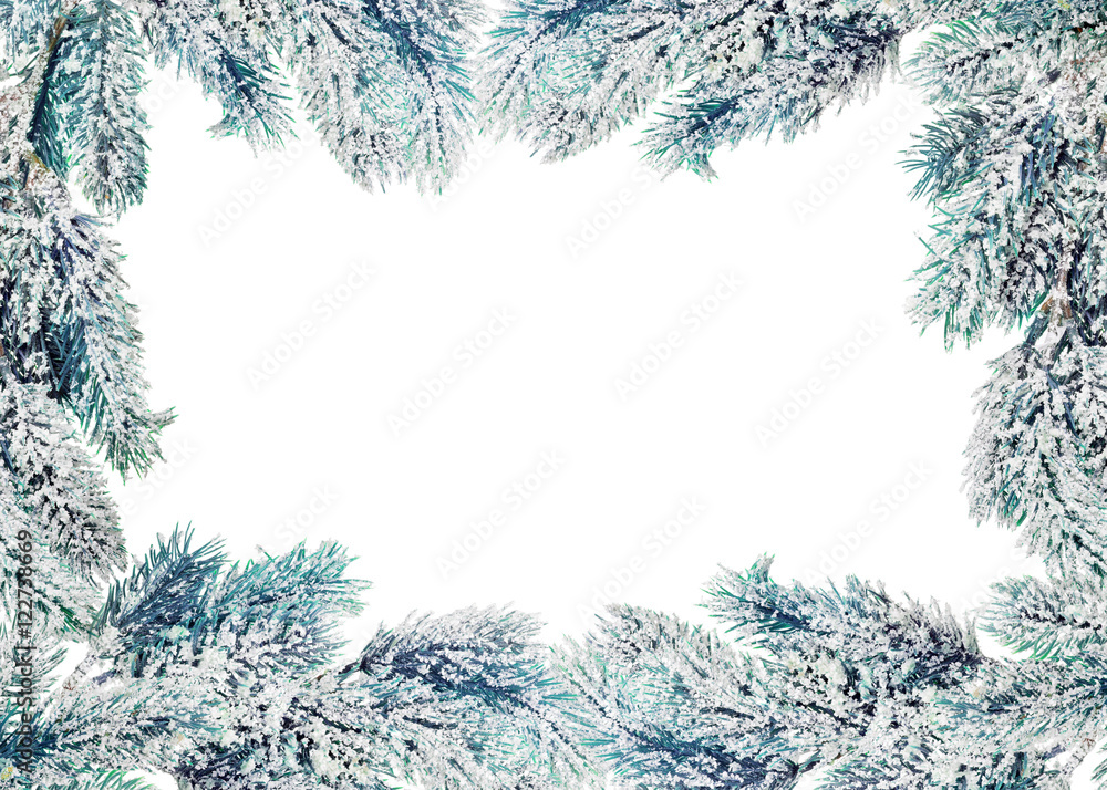 frame from blue pine tree branches in snow on white