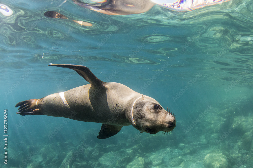 Curious California sea lion (Zalophus californianus) underwater at Los Islotes, Baja California Sur, Mexico Curious California sea lion (Zalophus californianus) underwater at Los Islotes, Baja California Sur, Mexico