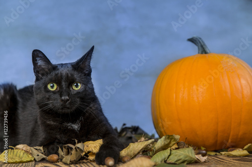 Back cat as a symbol of Halloween with orange pumpkin © JacobST
