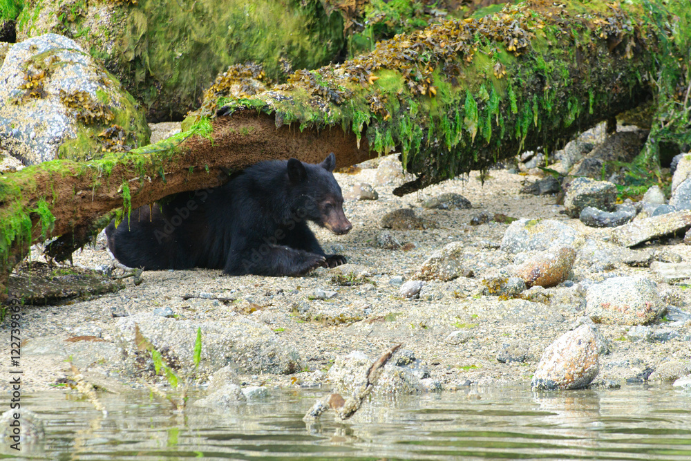 Coastal Black Bears Coastal Black Bears