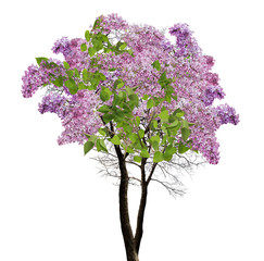 Papier peint photo Lilas Branche de lilas en fleurs  © Alexander Potapov