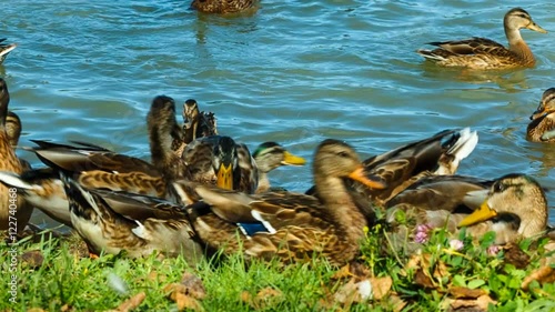 Flock of Mallard Ducks and Drakes walking along the shore, they eat bread