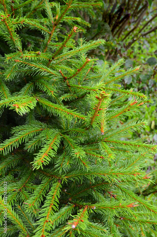 Fire tree, spruce branches for Christmas texture or New Year background. Fire tree, spruce branches for Christmas texture or New Year background.