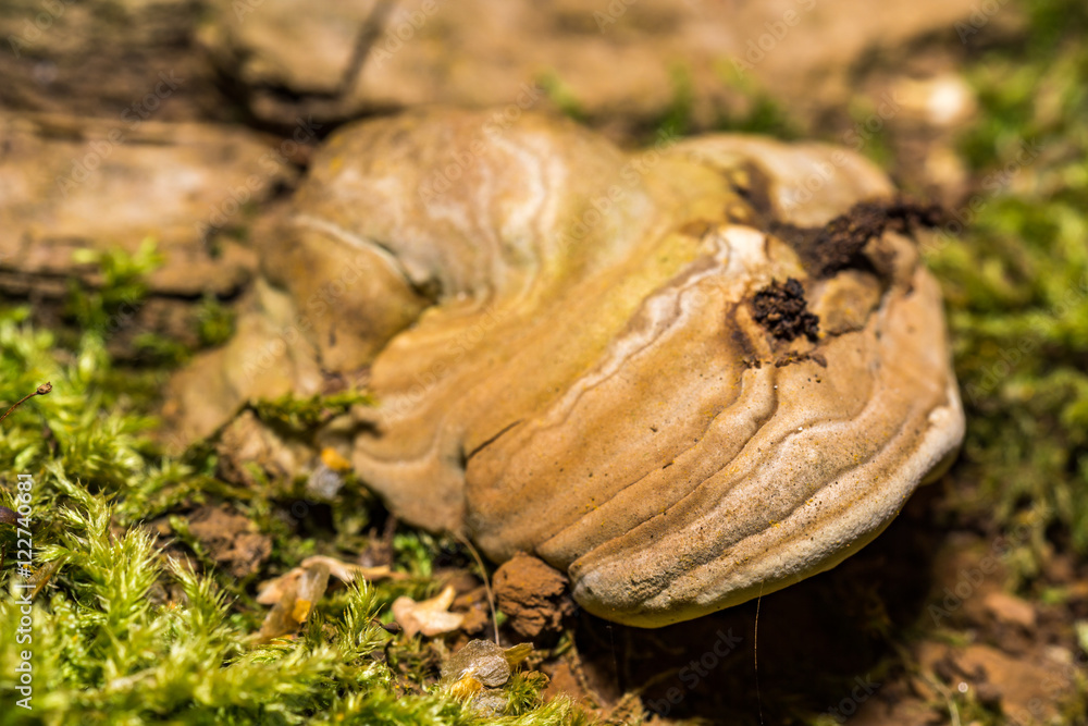 Obraz premium wild mushroom on a tree bark