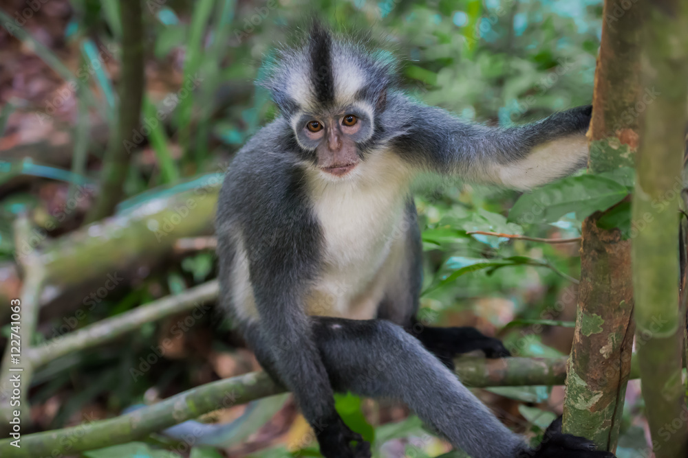 Nice Langur Thomas looks at the camera and holding on to a tree, sitting on driftwood (Sumatra, Indonesia) Nice Langur Thomas looks at the camera and holding on to a tree, sitting on driftwood (Sumatra, Indonesia)