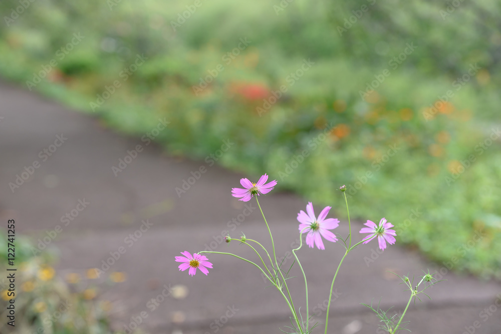 Obraz premium コスモス