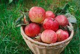Basket with apples harvest near in garden