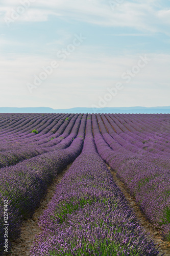 Fototapeta Naklejka Na Ścianę i Meble -  Lavender flowers field endless rows, Provence, France