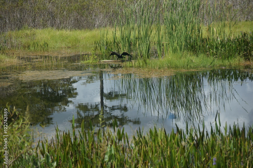 black anhinga flies in the Everglades black anhinga flies in the Everglades