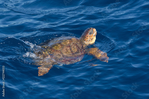 Juvenile loggerhead turtle (Caretta caretta) swimming with head raised above the sea surface, Senegal, West Africa
