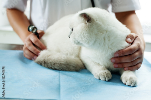 Fototapeta Naklejka Na Ścianę i Meble -  Cat in a veterinary clinic