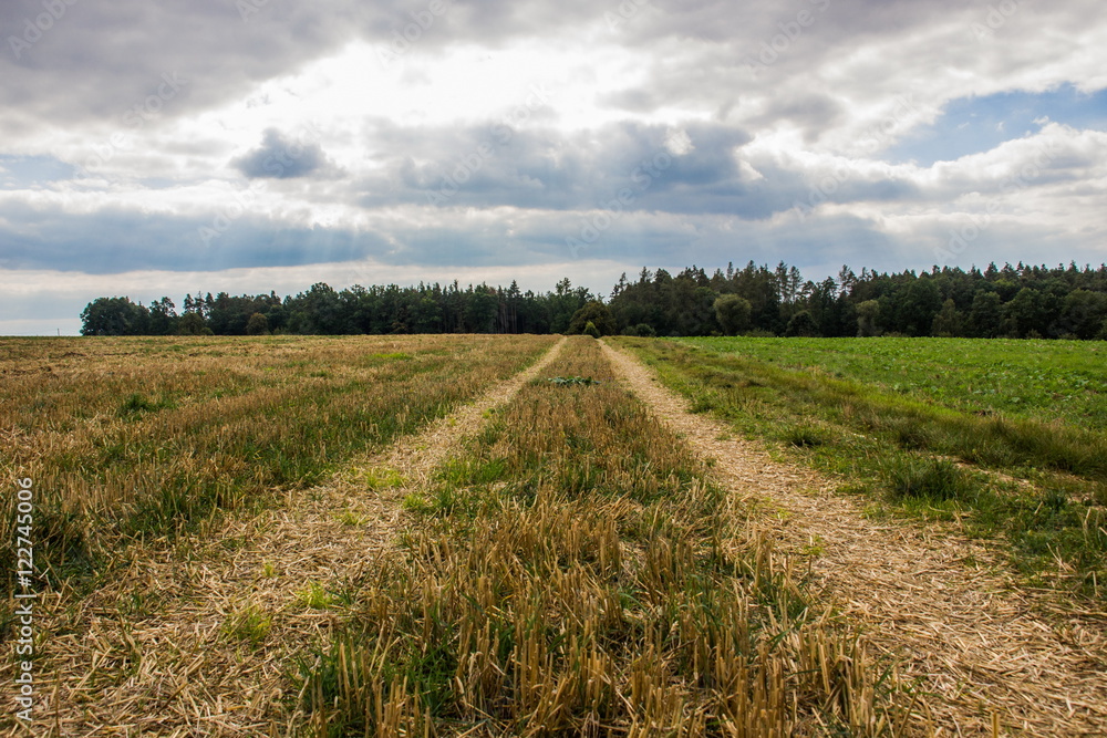 Fototapeta premium Autumn field