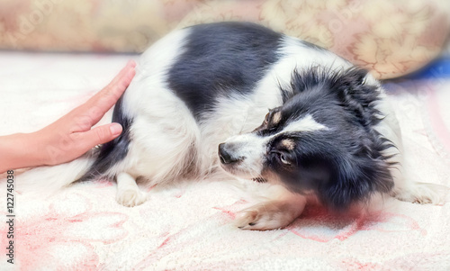 Scared dog at home