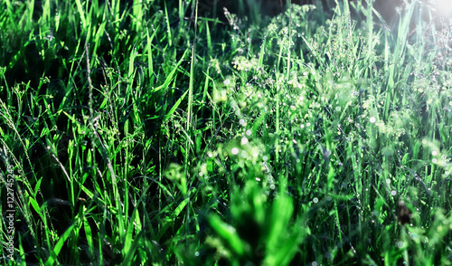 Dew in morning grass