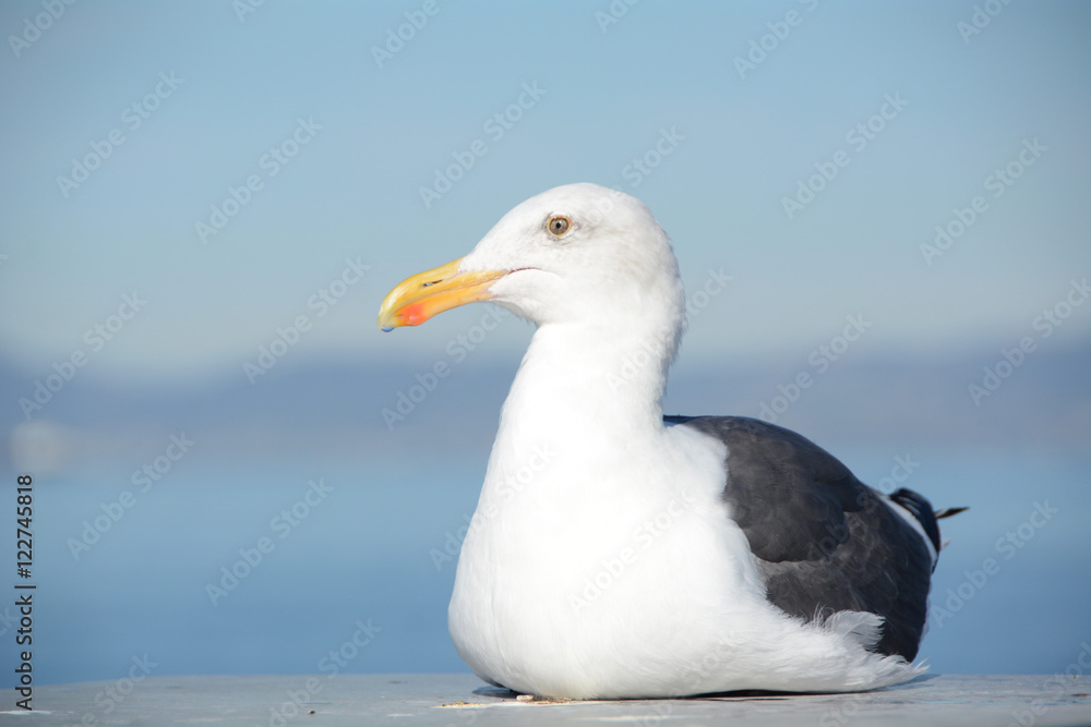 Seagull on the beach Seagull on the beach