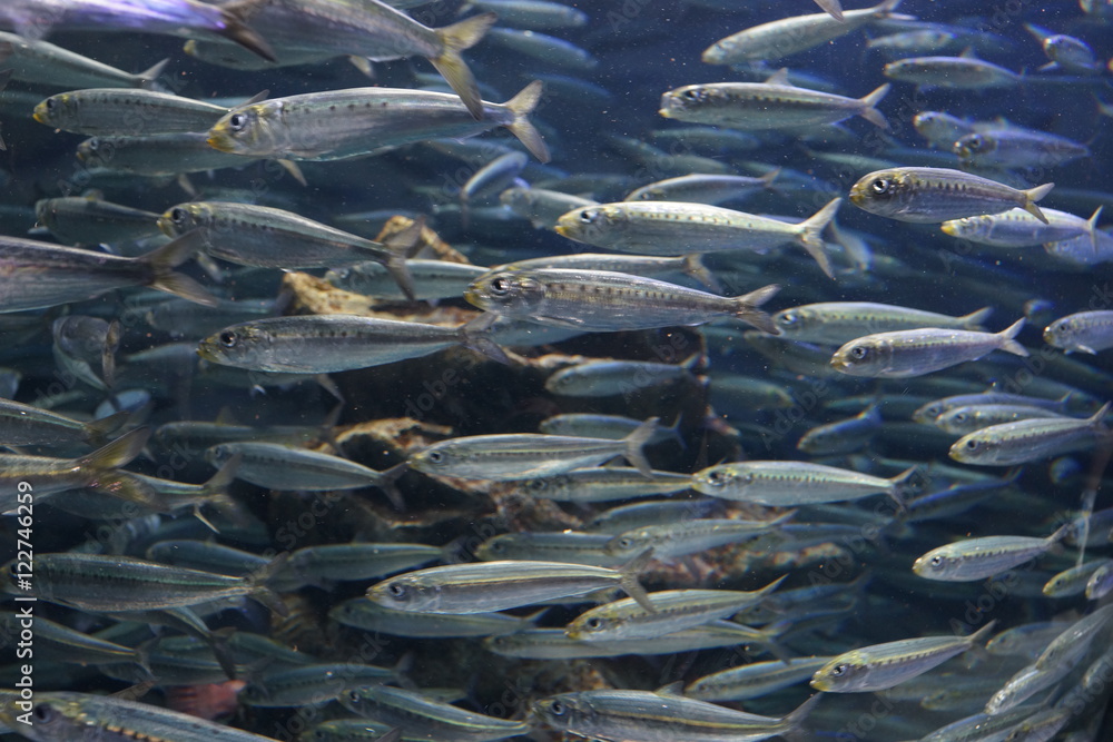 魚群 イワシの群れ 水槽 水族館 Stock 写真 Adobe Stock