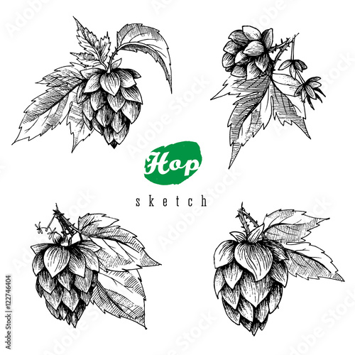 Beer hops set of 4 hand drawn hops branches with leaves, cones and hops flowers, black and white, sketch and engraving design hops plants. All element isolated.