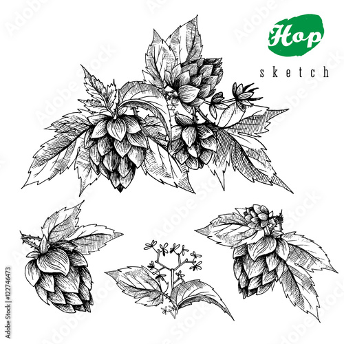 Beer hops set of 4 hand drawn hops branches with leaves, cones and hops flowers, black and white, sketch and engraving design hops plants. All element isolated.