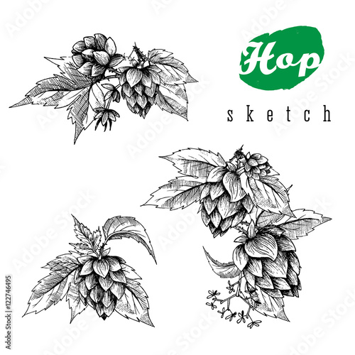 Beer hops set of 3 hand drawn hops branches with leaves, cones and hops flowers, black and white, sketch and engraving design hops plants. All element isolated.