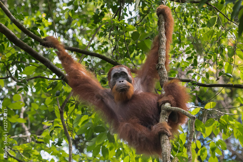 Оrangutan keeps for a branch paw and looks down (Sumatra, Indonesia)