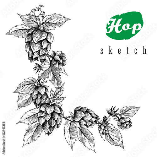 Beer hops round frame hand drawn hops branches with leaves, cones and hops flowers, color sketch and engraving design hops plants. All element isolated. Common hop or Humulus lupulus branch.