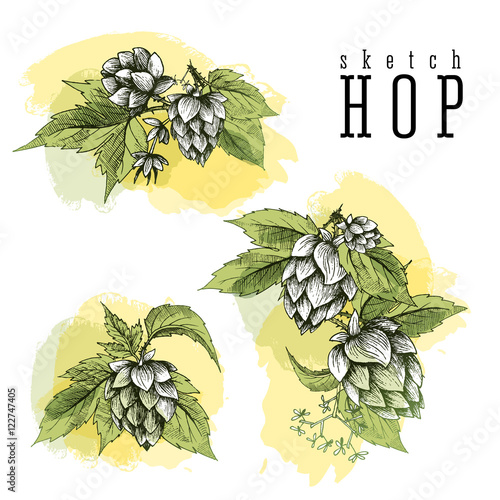 Beer hops round frame hand drawn hops branches with leaves, cones and hops flowers, color sketch and engraving design hops plants. All element isolated. Common hop or Humulus lupulus branch.