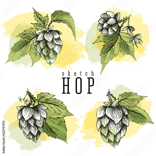 Beer hops round frame hand drawn hops branches with leaves, cones and hops flowers, color sketch and engraving design hops plants. All element isolated. Common hop or Humulus lupulus branch.