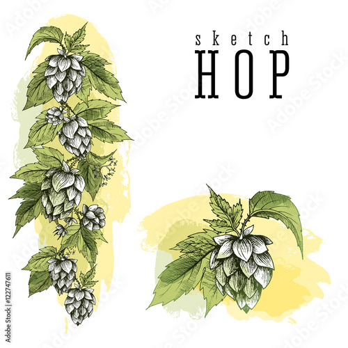 Beer hops round frame hand drawn hops branches with leaves, cones and hops flowers, color sketch and engraving design hops plants. All element isolated. Common hop or Humulus lupulus branch.