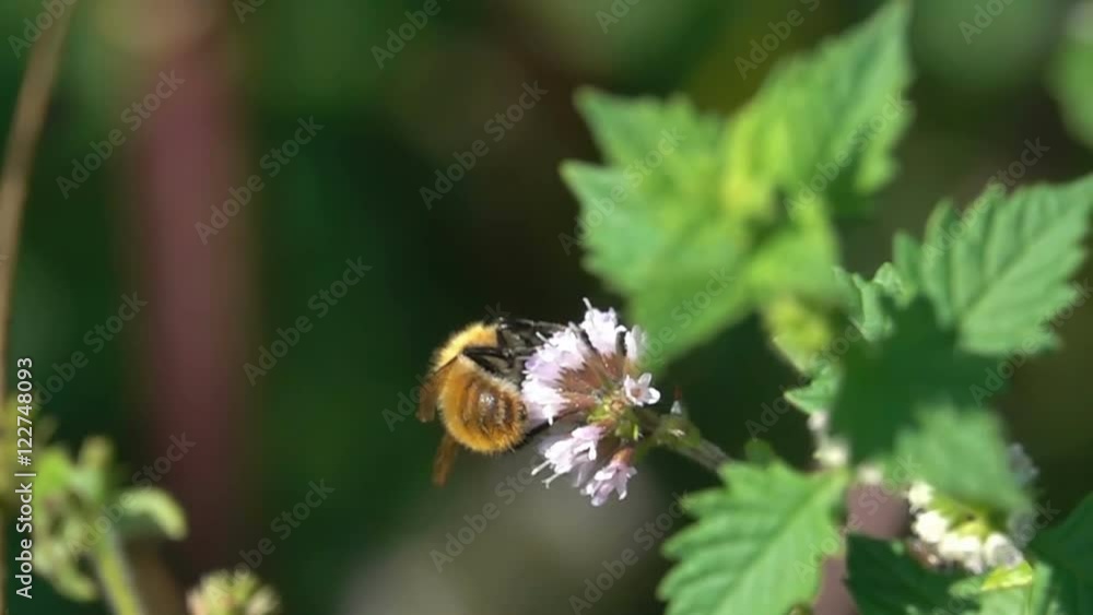 Bumble bee purple flower nature landscape Bumble bee purple flower nature landscape