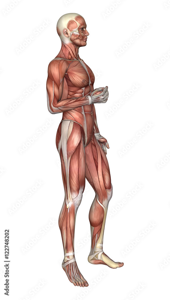 3D Rendering Male Anatomy Figure on White