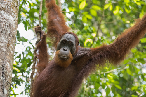 Adult orangutan hanging from a tree on a background of green leaf (Sumatra, Indonesia)