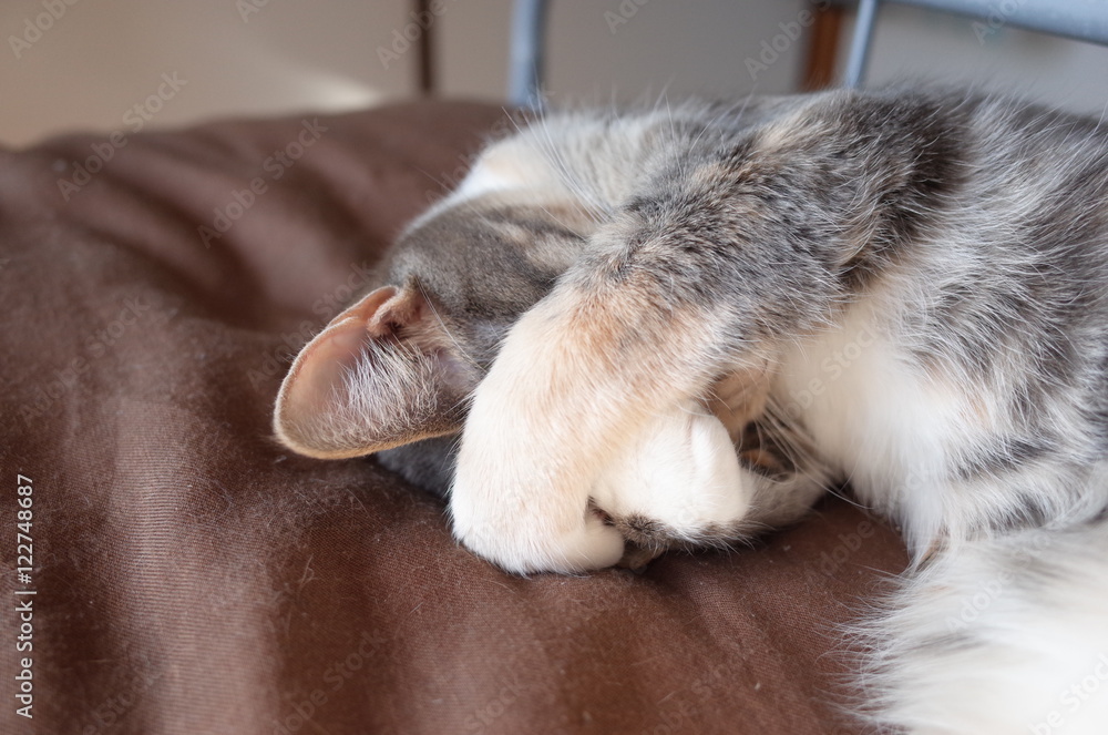 Fototapeta premium no no kitty