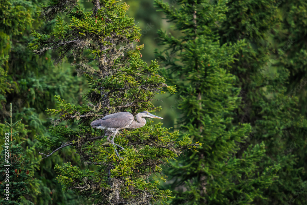 Great Blue Heron (Ardea herodias) Great Blue Heron (Ardea herodias)