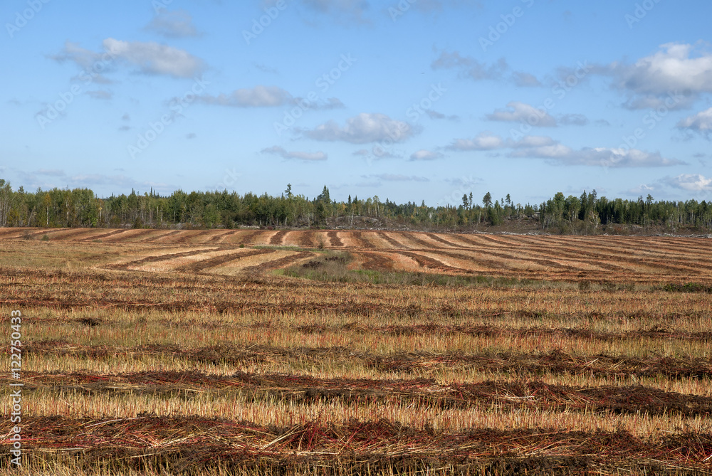 Harvest time in the country Harvest time in the country