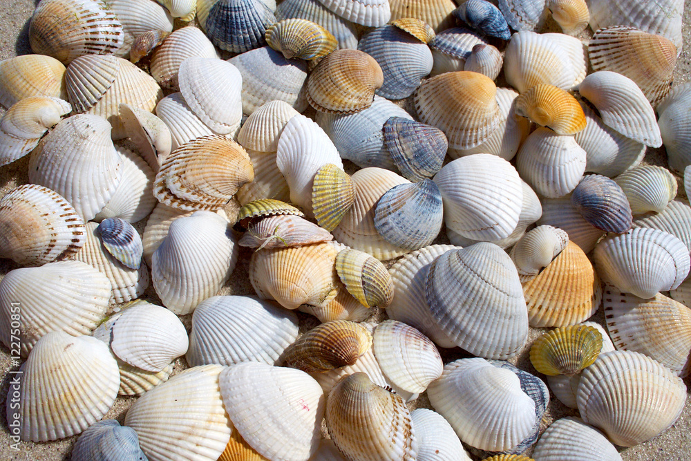 Background of seashells