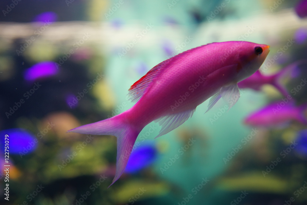 スミレナガハナダイ 熱帯魚 水族館 ハタ科 海水魚 水族館 水槽 幻想的な 照明 ライトアップ Stock Photo Adobe Stock