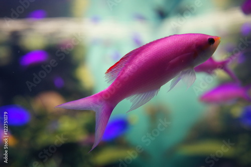スミレナガハナダイ 熱帯魚 水族館 ハタ科 海水魚 水族館 水槽 幻想的な 照明 ライトアップ Stock Photo Adobe Stock