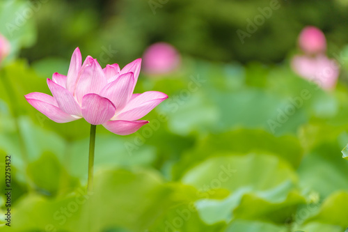 The Lotus Flower.Background is the lotus leaf and lotus flower and lotus bud and tree.