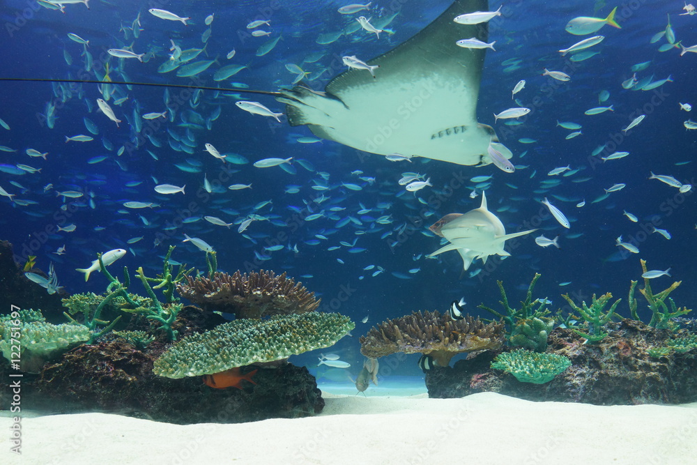 水族館 水槽 幻想的な 照明 ライトアップ Stock Photo Adobe Stock