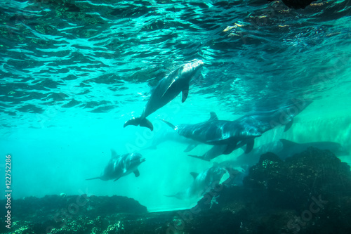 Group of dolphins swim and play in a pool. Dolphin underwater sea background. © bennymarty